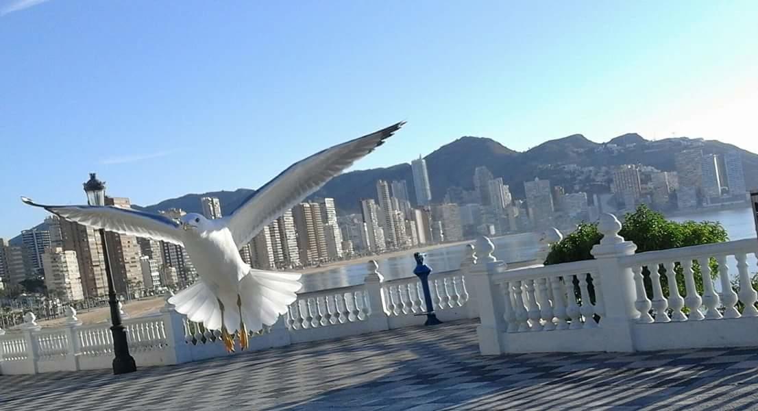 Acuarium Lux Appartement Benidorm Buitenkant foto